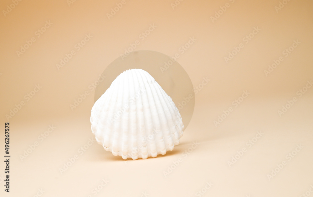 white seashell white seashell