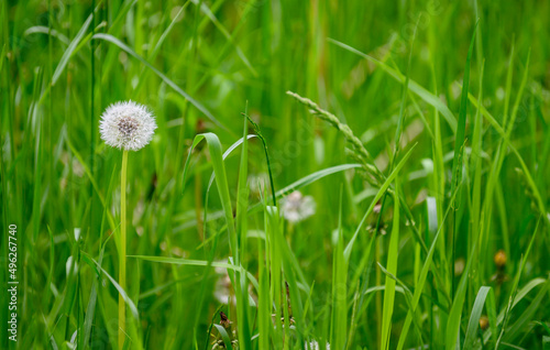 White dandelion grows on a green field