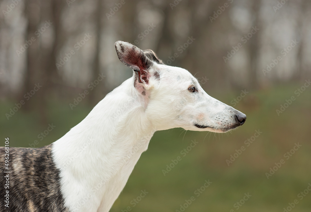 Greyhound dog for a walk in the forest in spring Greyhound dog for a walk in the forest in spring