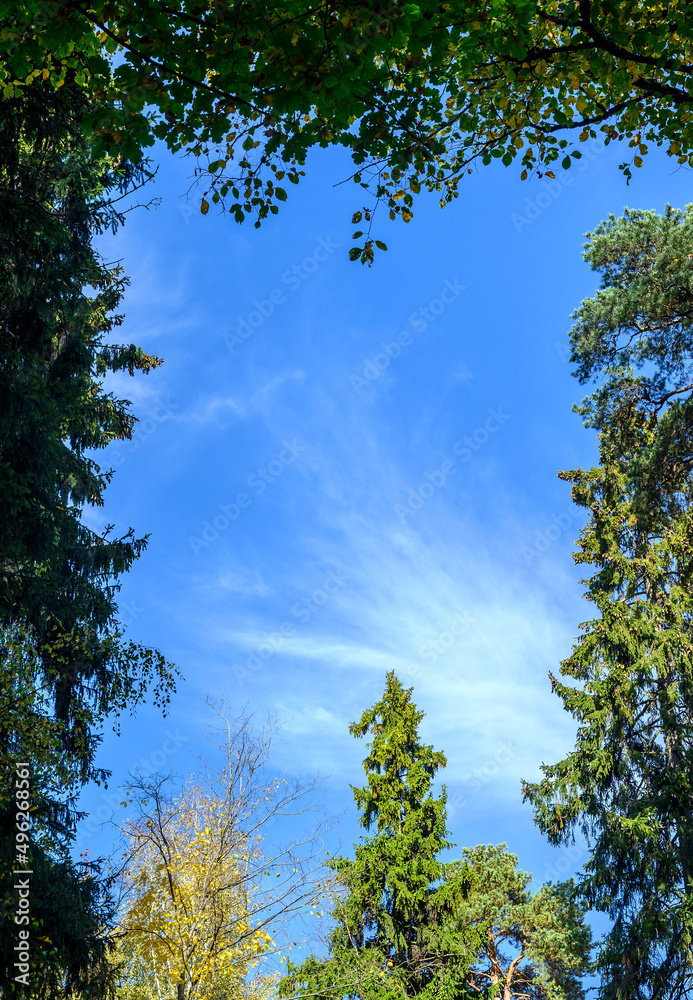 Fragment of blue sky with clouds framed by trees and trees. Place to place text. Autumn sunny weather.