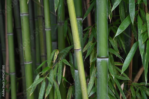 Bamboo plants as a background 