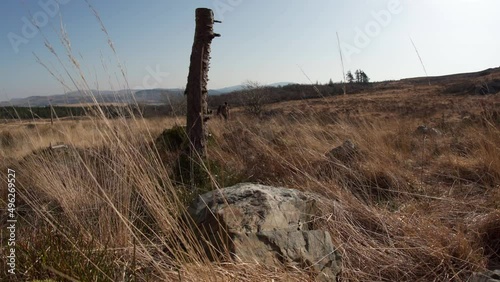 A person backpacking past old wooden post in a mountain scene of long dry grass photo