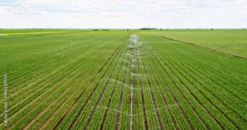 Irrigation system watering onions on industrial farm