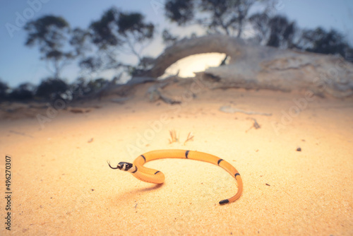 Ringed brown snake (Pseudonaja modesta) in outback, South Australia, Australia photo