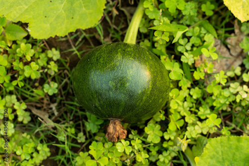 Green pumpkins are actually unripe that are still growing