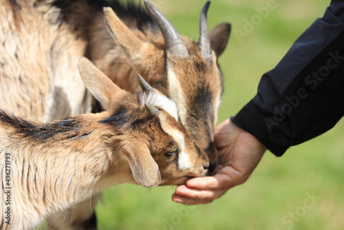 Two goats eating from a male hand