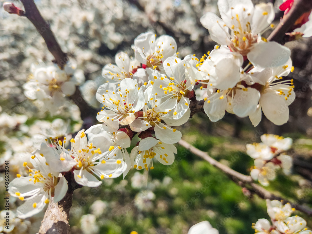 Obraz premium tree flowers