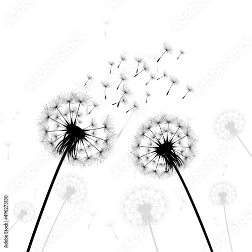 Vector illustration dandelion time. Black Dandelion seeds blowing in the wind. The wind inflates a dandelion isolated on white background