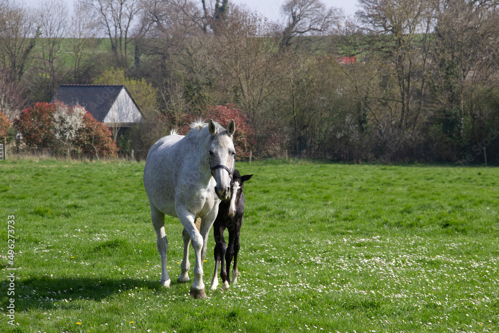 A beautiful meeting with a mare and foal. A beautiful meeting with a mare and foal.