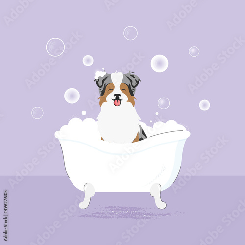 The banner of cute dog with bubbles in kawaii, flat vector style. Illustation of pet grooming for content, label, banner,graphic and greeting card. Aussie. Australian shepherd. Border collie.