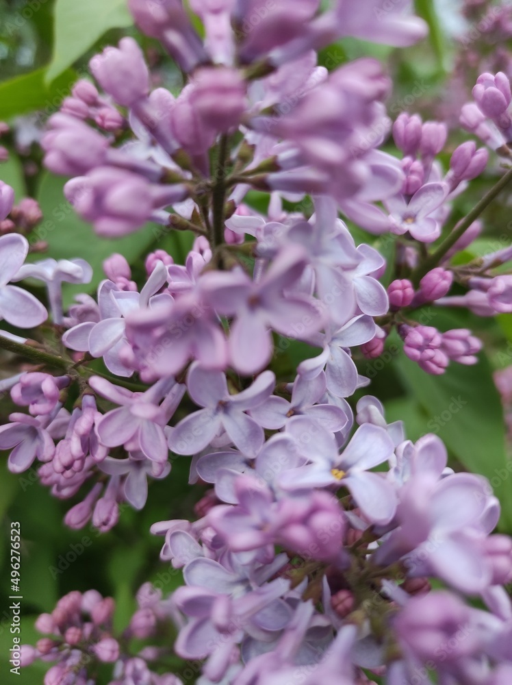 Obraz premium pink flowers macro