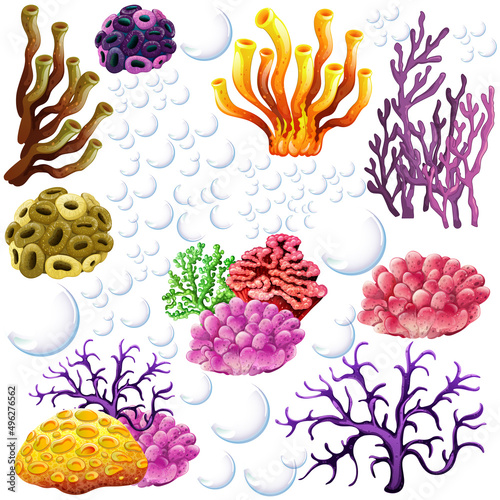 Different types of reef