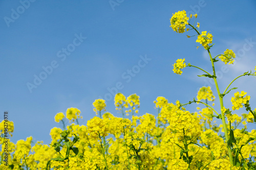 Принти на полотні 青空に映える菜の花の群生