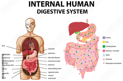 Diagram showing internal human digestive system