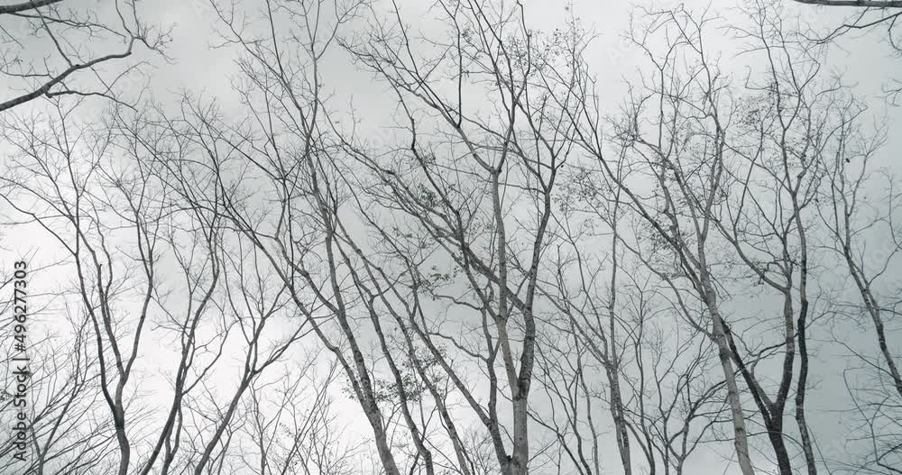 Tree in late autumn without leaves against white cloud sky. Winter trees top.