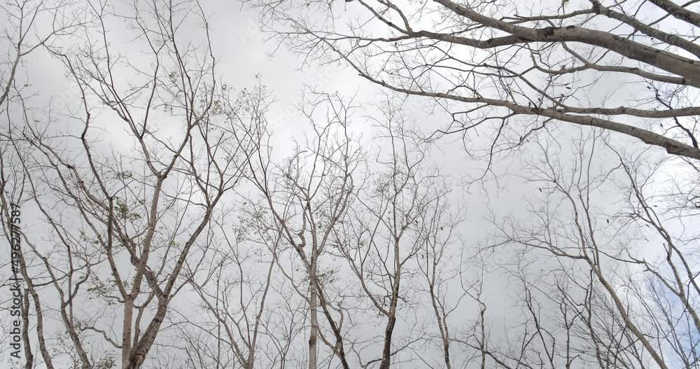 Tree in late autumn without leaves against white cloud sky. Winter trees top. Tree in late autumn without leaves against white cloud sky. Winter trees top.