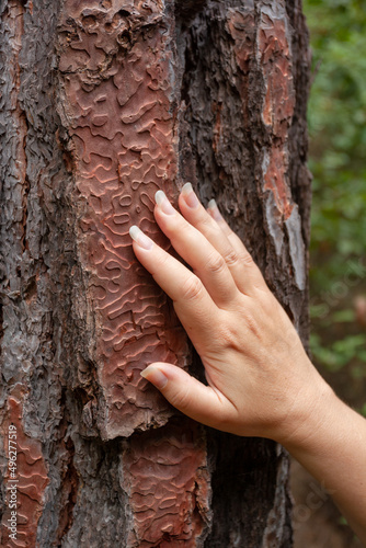Female hand on brown bark of tree with pattern. Eco concept.