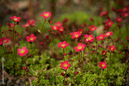 red summer flowers in the garden 