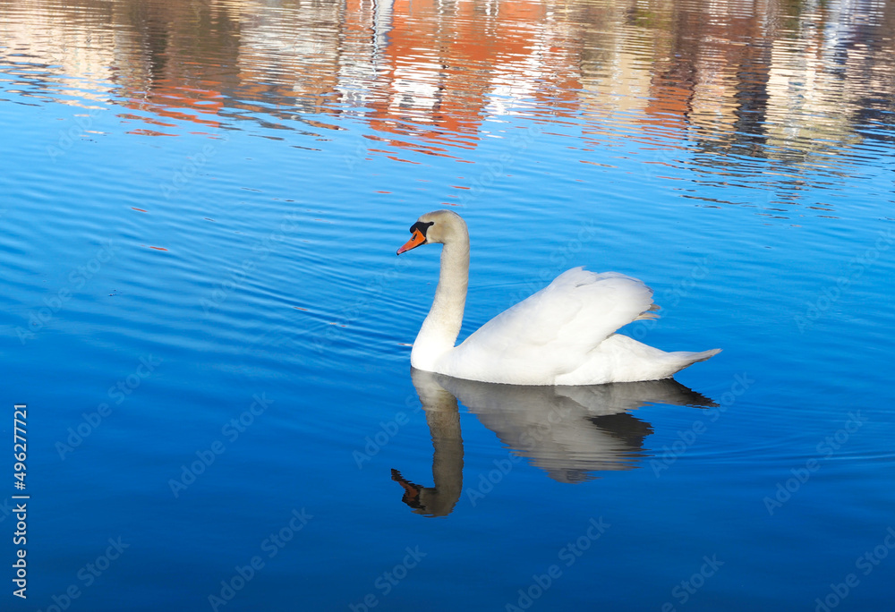 Fototapeta premium Schwimmender Schwan