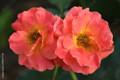 Flower orange Rose in the summer garden. Orange Roses on fresh green leaf background with shallow depth of field. Beautiful Rose in the sunshine. Garden Rose on a bush in a summer garden