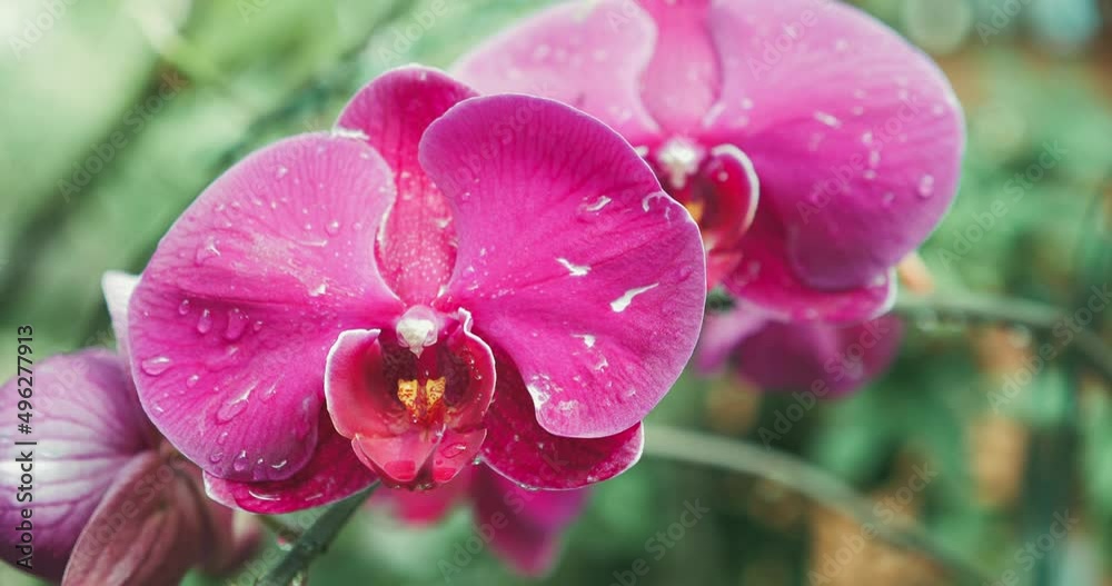 Close up of pink orchid flower in dew. Close up of pink orchid flower in dew.