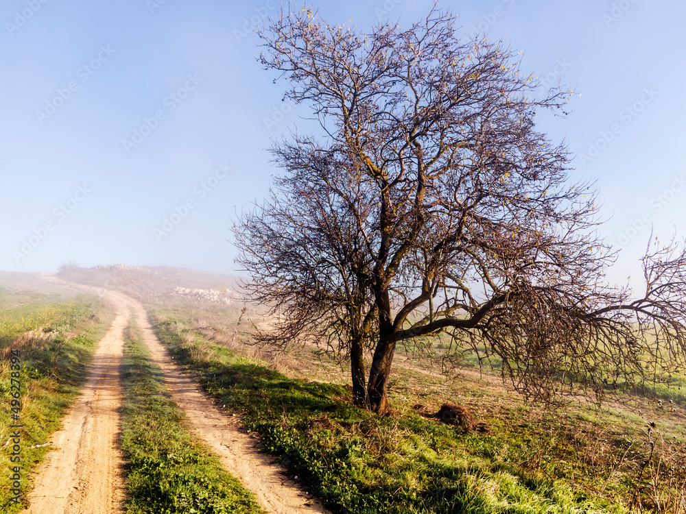 Ãrbol en invierno junto a camino hacia la niebla en el campo. Pinto. Madrid. España Ãrbol en invierno junto a camino hacia la niebla en el campo. Pinto. Madrid. España