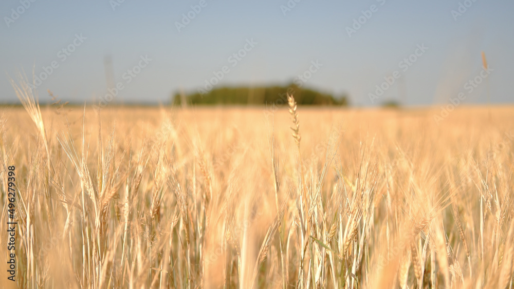 Fototapeta premium Beautiful landscape field on a summer day. Rural scene. Close up of wheat ears, field of wheat