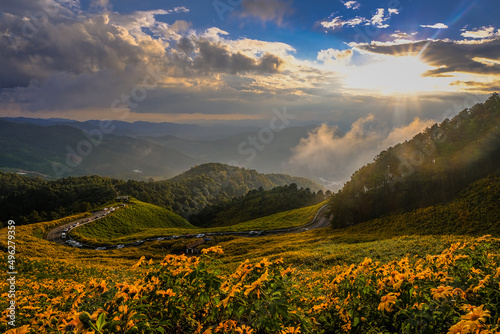 A field of yellow flowers on the mountain at sunset
