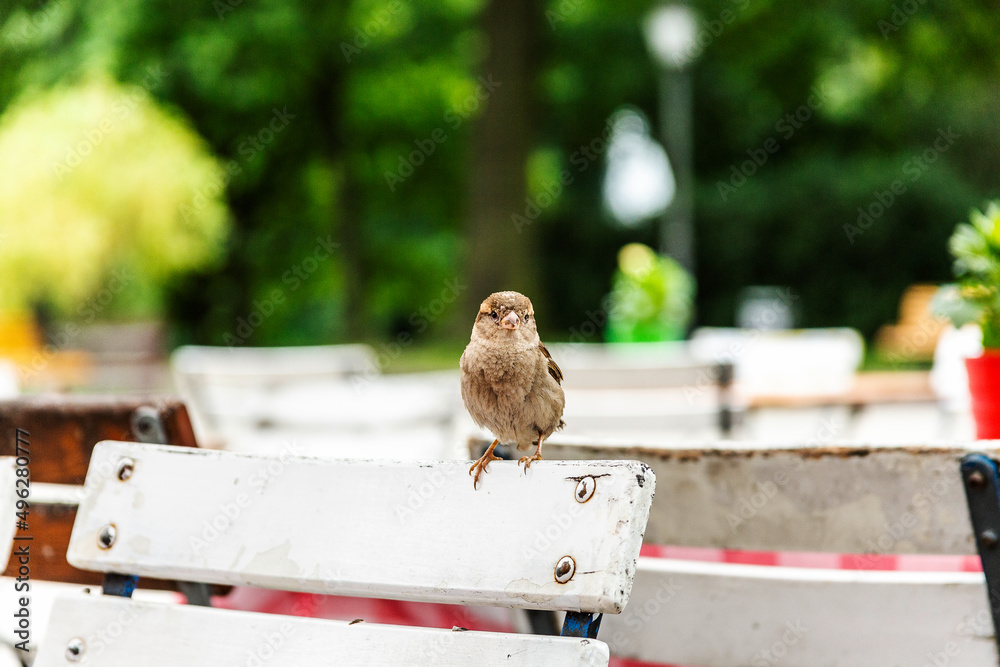 Spatzen auf der Terasse eines Cafes in einem Park Spatzen auf der Terasse eines Cafes in einem Park