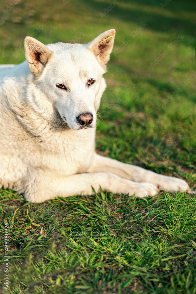 Beautiful white wolfhound on grass in a park, close up