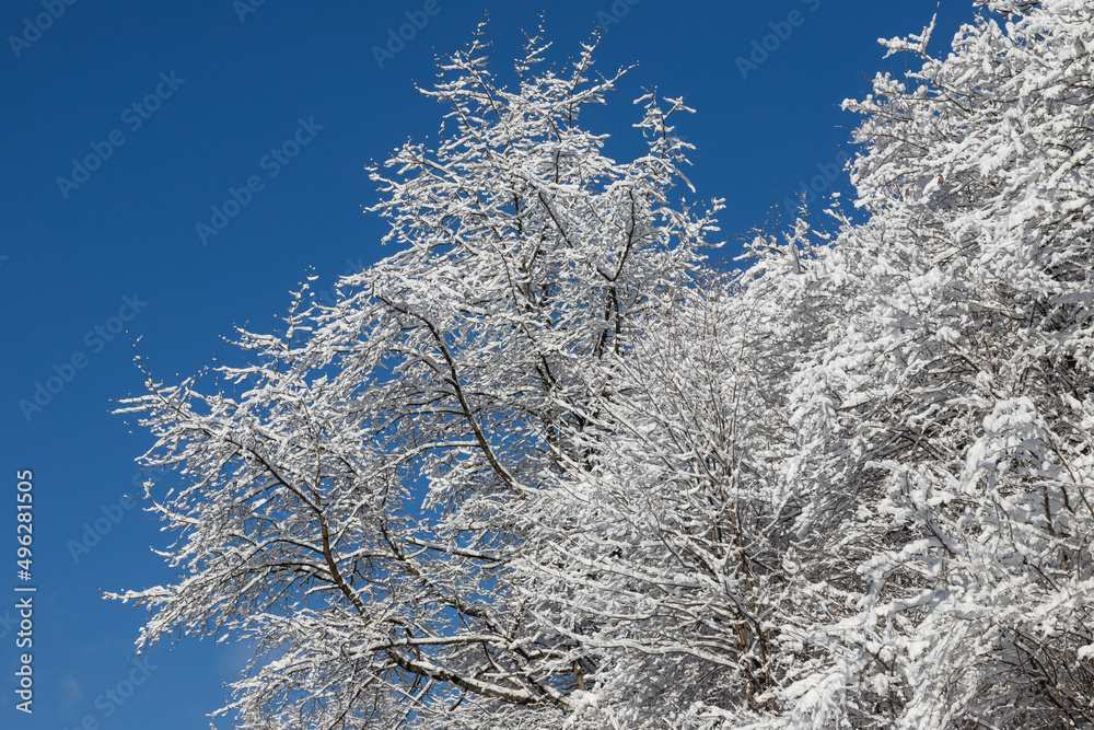Top trees covered with snow against the blue sky, frozen trees in the forest sky background, tree branches covered hoarfrost with white snow, winter morning in the mountains, snow-covered branches Top trees covered with snow against the blue sky, frozen trees in the forest sky background, tree branches covered hoarfrost with white snow, winter morning in the mountains, snow-covered branches