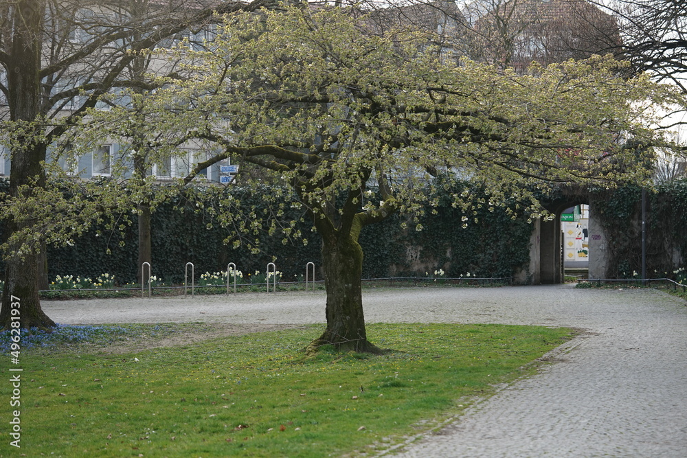 Fototapeta premium trees in the park