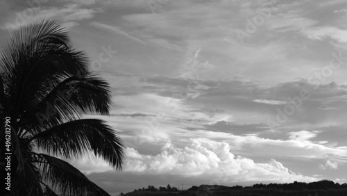 Palm tree silhouette and clouds