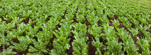 panoramic view of sugar beet field, leaves close up