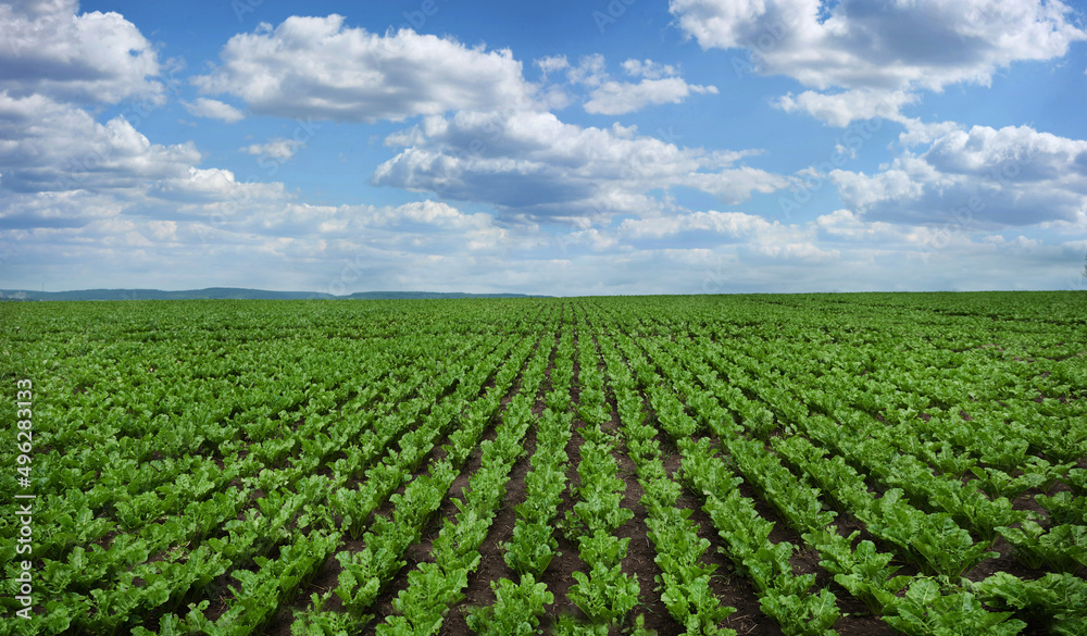 rows and lines of young leaves of sugar beet field, panoramic view