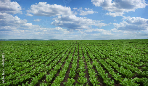 rows and lines of young leaves of sugar beet field  panoramic view