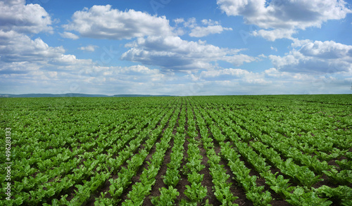 rows and lines of young leaves of sugar beet field, panoramic view