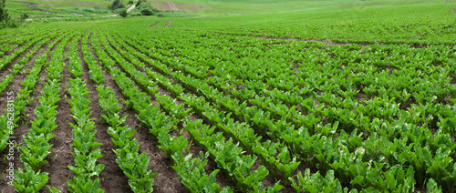 panoramic view of sugar beet field, leaves close up rows
