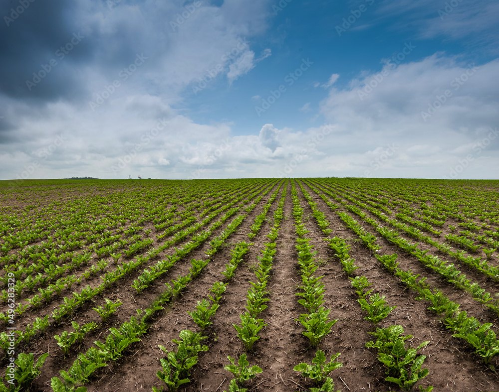 panoramic view of sugar beet field, rows and lines of young leaves panoramic view of sugar beet field, rows and lines of young leaves