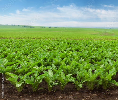 fresh sugar beet leaves at field in spring with blue sky