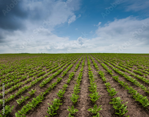 panoramic view of sugar beet field  rows and lines of young leaves