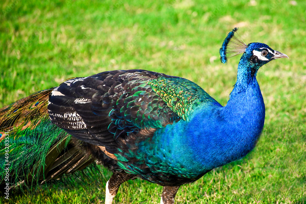 Fototapeta premium peacock on the grass