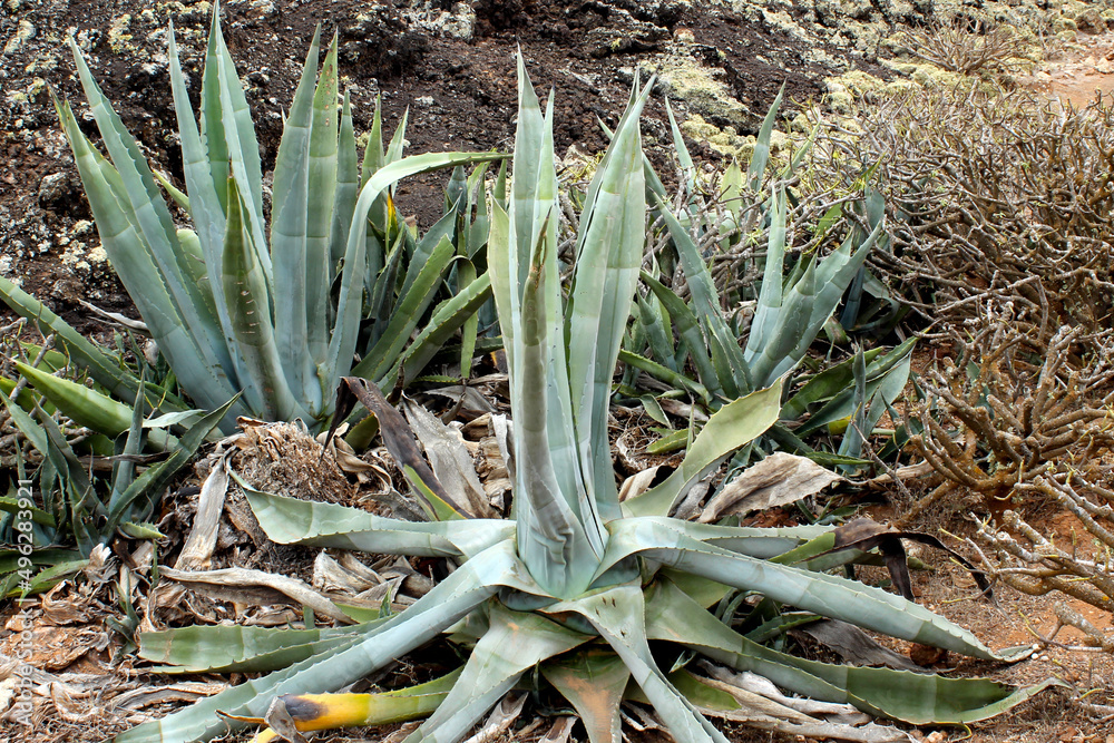 Obraz premium Plants of the Canary Islands abundant Aloe Vera.