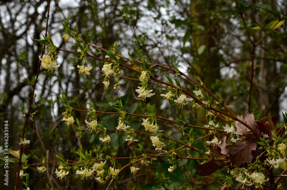 Czech Honeysuckle is a deciduous, spreading shrub that grows to a height of 2-3 m. The ovate leaves are dark green. White, tubular flowers, arranged in pairs in the axils of the leaves, bloom during… Czech Honeysuckle is a deciduous, spreading shrub that grows to a height of 2-3 m. The ovate leaves are dark green. White, tubular flowers, arranged in pairs in the axils of the leaves, bloom during…