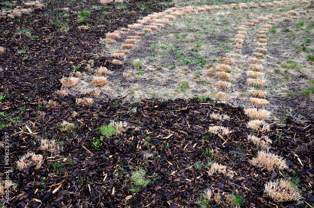 Fototapeta premium loading torture wood chips bark on a wheelbarrow with a shovel from a car and delivery to the garden where ornamental perennial beds are mulched by gardeners, ornamental grass, drone view