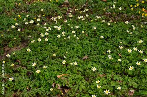 snowdrop anemone or snowdrop windflower, is a perennial plant flowering in spring, native to meadows and dry deciduous woodlands of central and western Europe photo