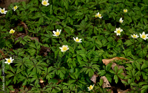 snowdrop anemone or snowdrop windflower, is a perennial plant flowering in spring, native to meadows and dry deciduous woodlands of central and western Europe photo