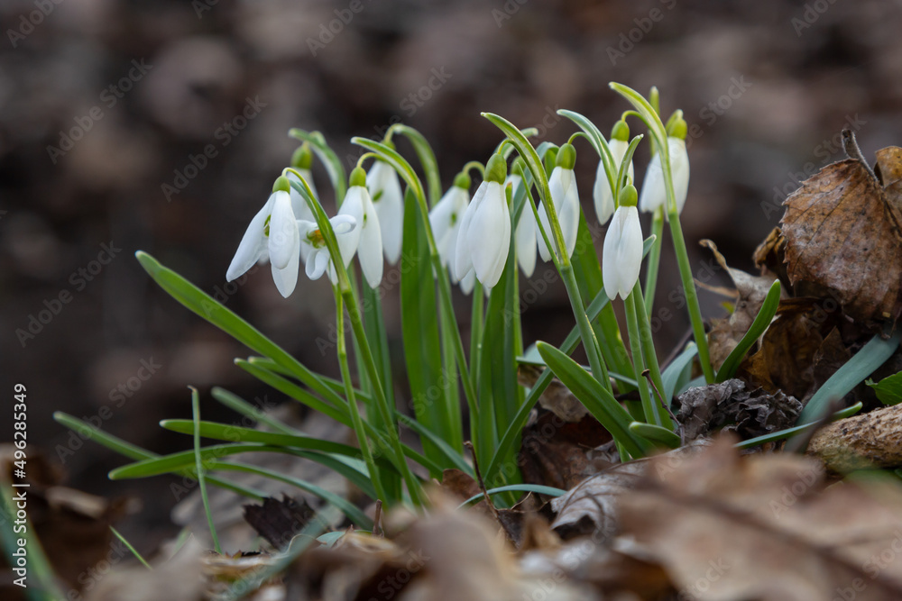 White snowdrop flower, close up. Galanthus blossoms illuminated by the sun in the green blurred background, early spring. Galanthus nivalis bulbous, perennial herbaceous plant in Amaryllidaceae family White snowdrop flower, close up. Galanthus blossoms illuminated by the sun in the green blurred background, early spring. Galanthus nivalis bulbous, perennial herbaceous plant in Amaryllidaceae family