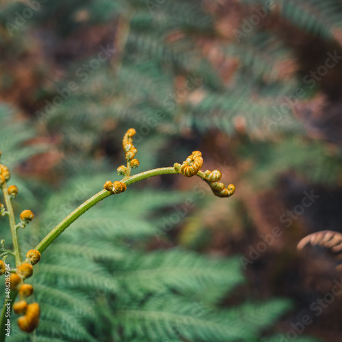 Young fern
