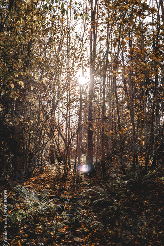 Beautiful Forest in Autumn with Sun Light Shining Through the Branches. Lens Flare Flashing Past the Trees.
